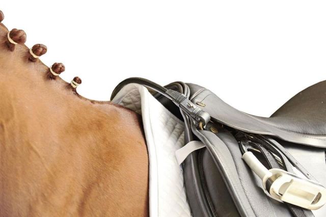 Correa agarradora para silla inglesa