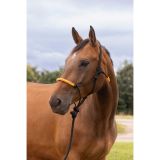 Cabezada etológico + ramal NORTON - Fun colour