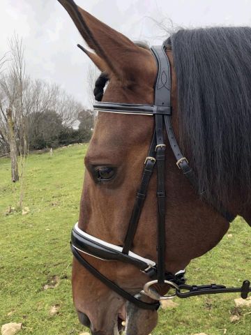 CABEZADA  EQUORUM EINDHOVEN DE FILETE METALIZADA