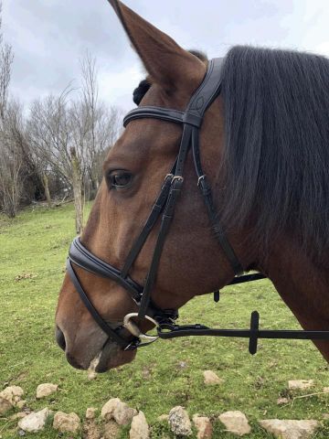 Cabezada Equorum Hannover filete negro/negro