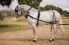 ENGANCHE HH KEIFFER COLLARIN LIMONERA NEGRO