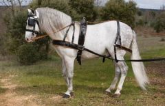 ENGANCHE HH MARATHON PECHERIN LIMONERA NEGRO