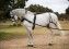 ENGANCHE HH SIEGEN COLLARIN LIMONERA NEGRO
