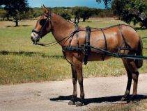 ENGANCHE LEXHIS DRESDE SINTETICO PECHERIN LIMONERA