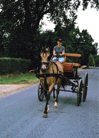 ENGANCHE ZILCO CLASSIC PECHERIN LIMONERA NEGRO