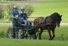 ENGANCHE ZILCO ZGB PECHERIN LIMONERA NEGRO