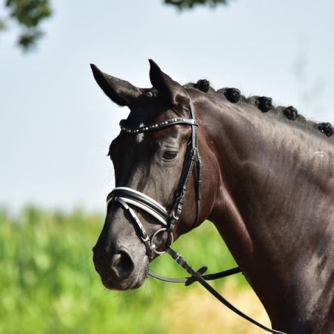 CABEZADA DE MONTAR COMFORT BUSSE