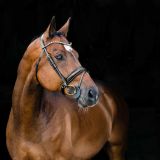 CABEZADA FILETE ANATOMICA CLERMONT