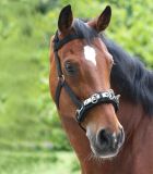 CABEZADA DE NYLON PARA DAR CUERDA